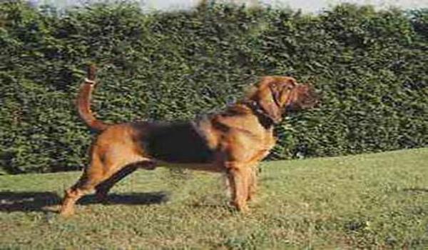 三角洲寻血猎犬科技机制（三角洲寻血猎犬科技会不会封号）